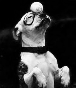 BSL News: Pit Bull Heroes Hall of Fame