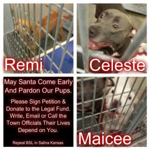 STOP CHRIS GETTY AND SALINA, KS FROM MURDERING THESE DOGS