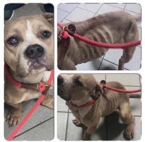 Maddy when we rescued her on 12-17-2014